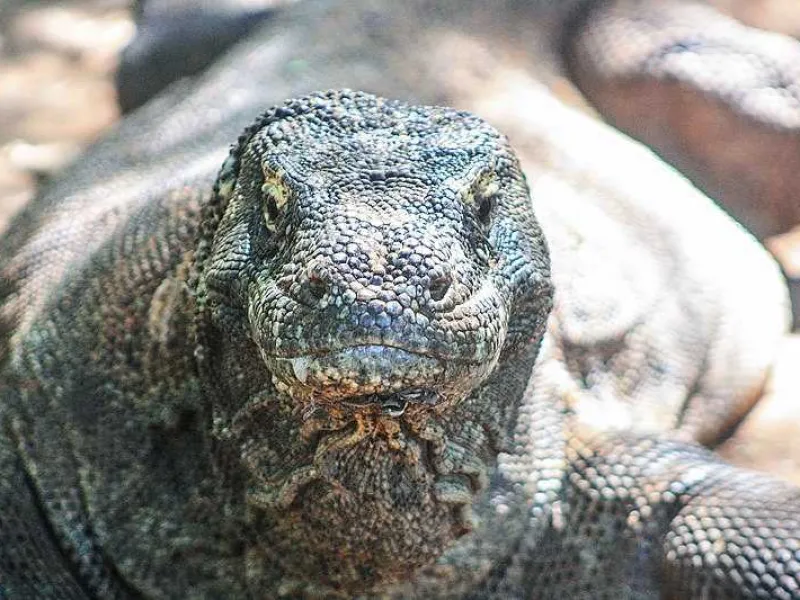 Featured image for Unik! Komodo Betina Dapat Bereproduksi Tanpa Satwa Jantan