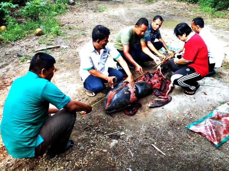 Upaya Pengungkapan Kasus Megafaunatik Terdampar