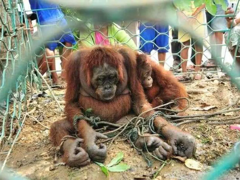 Urgensi Penerapan Sanksi Pemulihan Bagi Pelaku Kejahatan di Revisi UU Konservasi