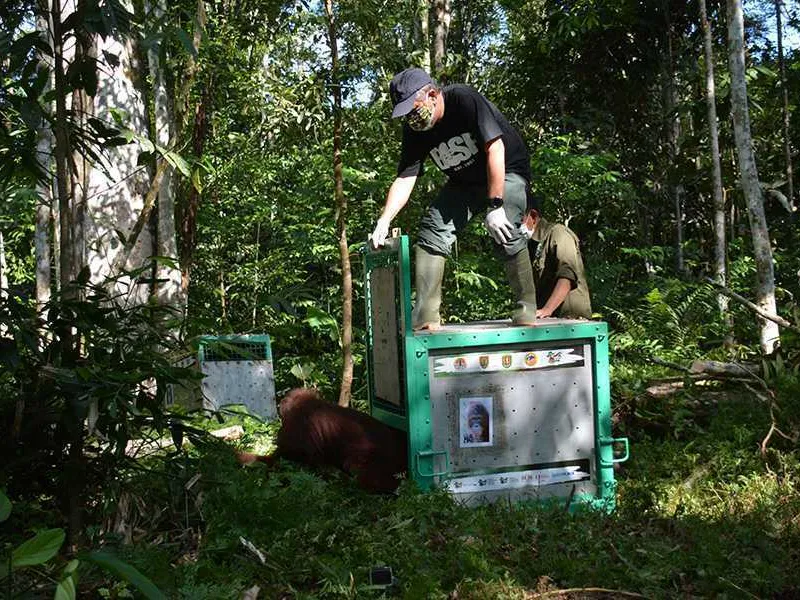 Usai Jalani Rehabilitasi, 8 Individu Orangutan Dilepasliarkan di TNBBBR
