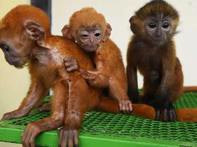 Usianya Kurang dari Sebulan, 3 Lutung Jawa Jadi Korban Perdagangan Ilegal