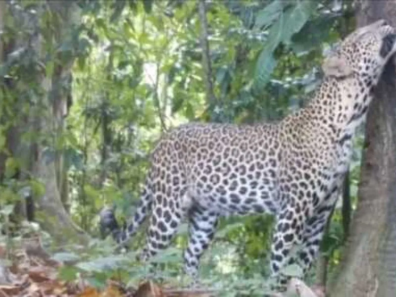 Video Langka! Macan Tutul di TN Meru Betiri Terekam Kamera Trap