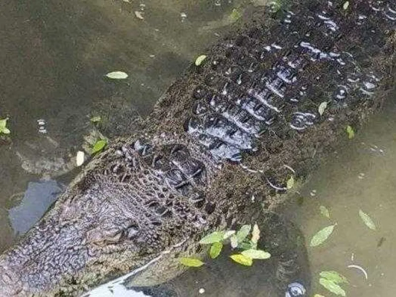 Video Pembantaian Buaya Viral, Pelaku Terancam 5 Tahun Penjara