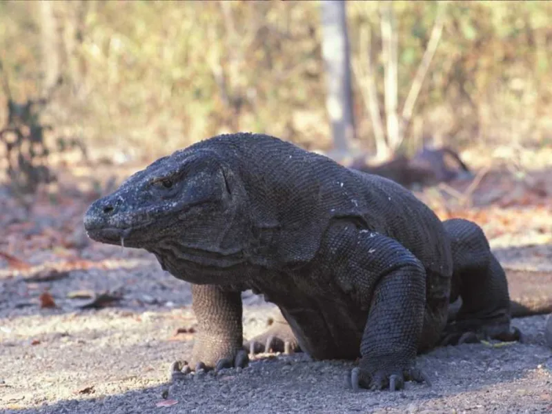 Wajib Tahu! 13 Jenis Biawak Dilindungi di Indonesia
