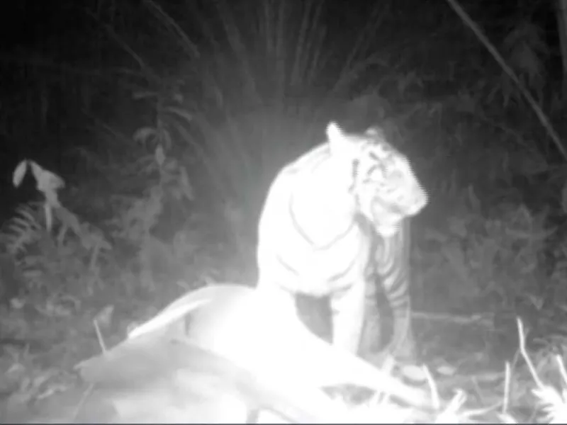 Warga Bohorok Desak Pembentukan Satgas Konflik Satwa