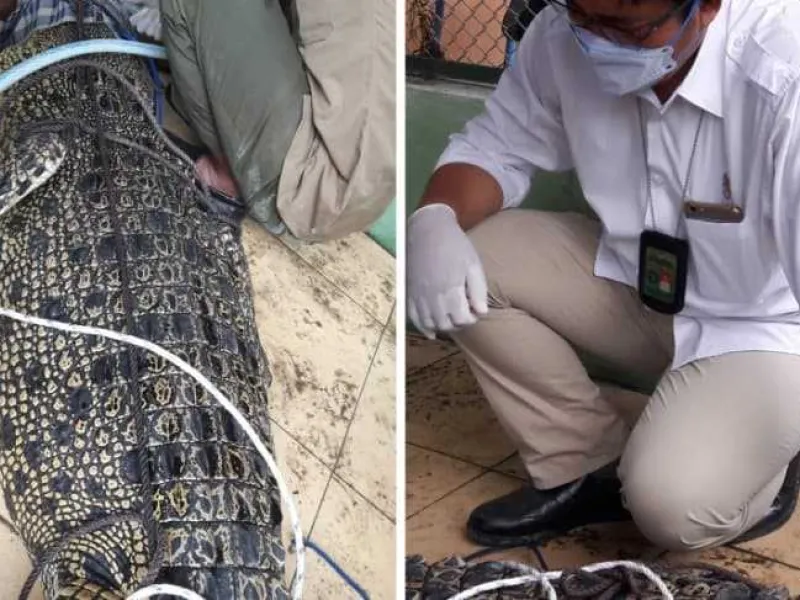 Warga Langkat Tangkap Seekor Buaya Muara Untuk Hindari Konflik