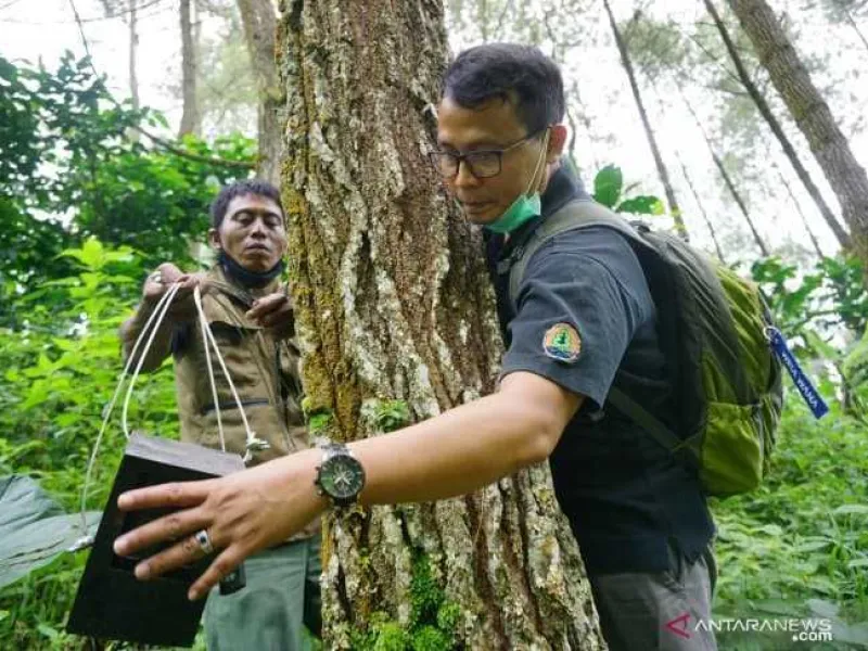 Warga Laporkan Ada Harimau di Lereng Gunung Wilis, Camera Trap Dipasang
