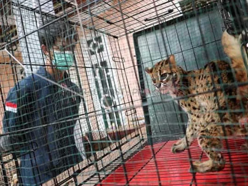Warga Malinau Serahkan 7 Satwa Dilindungi ke BKSDA Kaltim