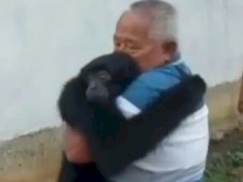 Warga Riau Serahkan Siamang yang Ditemukan Saat Kebakaran Hutan