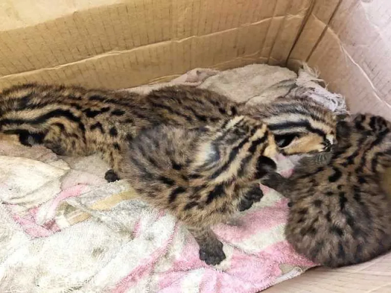 Warga Serahkan 4 Ekor Anak Kucing Kuwuk ke BKSDA Sumbar