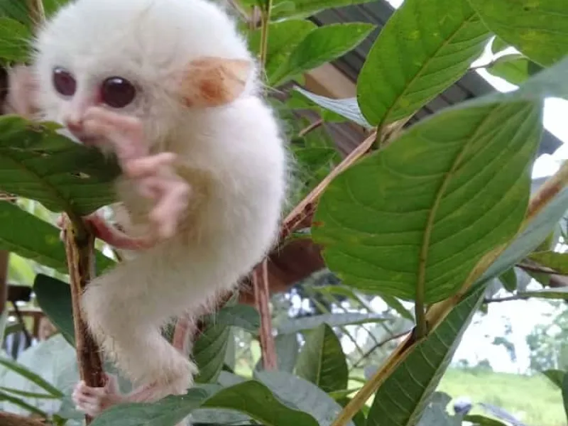 Warga Sulawesi Utara Temukan Tarsius Tarsier yang Mengalami Kelainan