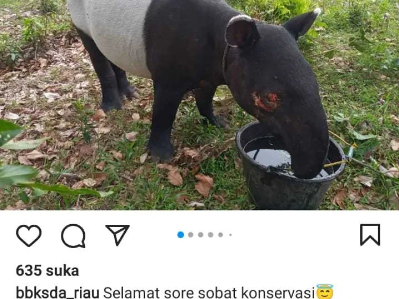 Warga Temukan Tapir Terluka Berkeliaran di Kebun Karet