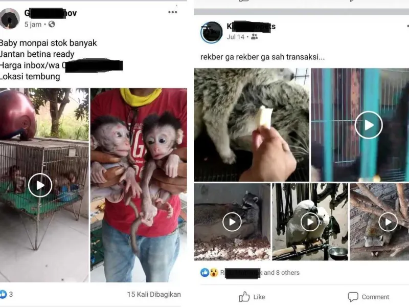 Youtube dan Facebook Didesak Buat Algoritma Khusus Atasi Perdagangan Ilegal Satwa Liar