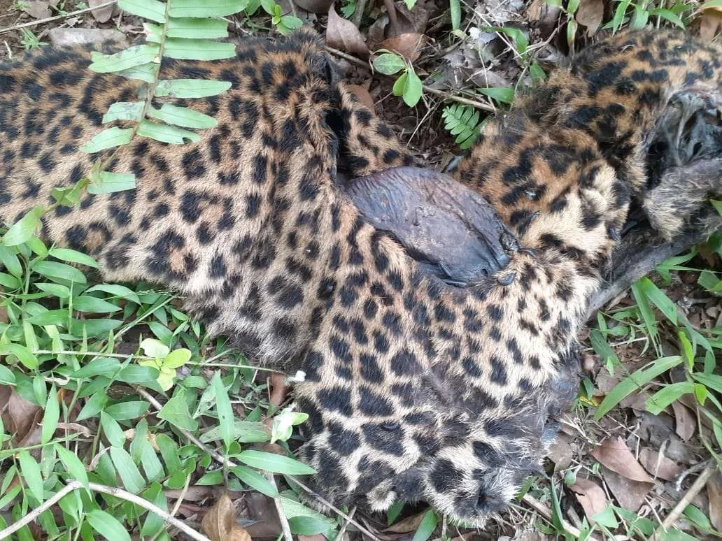 Macan Tutul Mati di Garut, Kasus Jerat bak Fenomena Gunung Es