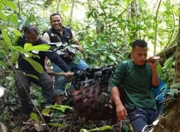 Orangutan yang Sering Diberi Makan Dievakuasi dari Perkebunan di Pidie