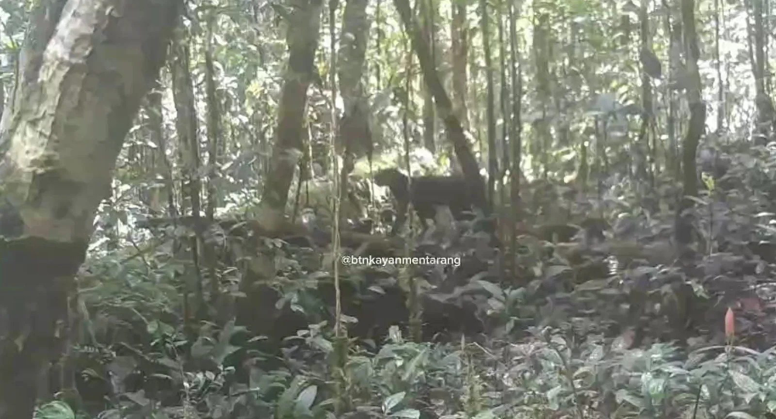 Dua Dekade Melindap, Kucing Merah Endemik kembali Terbidik Kamera Jebak