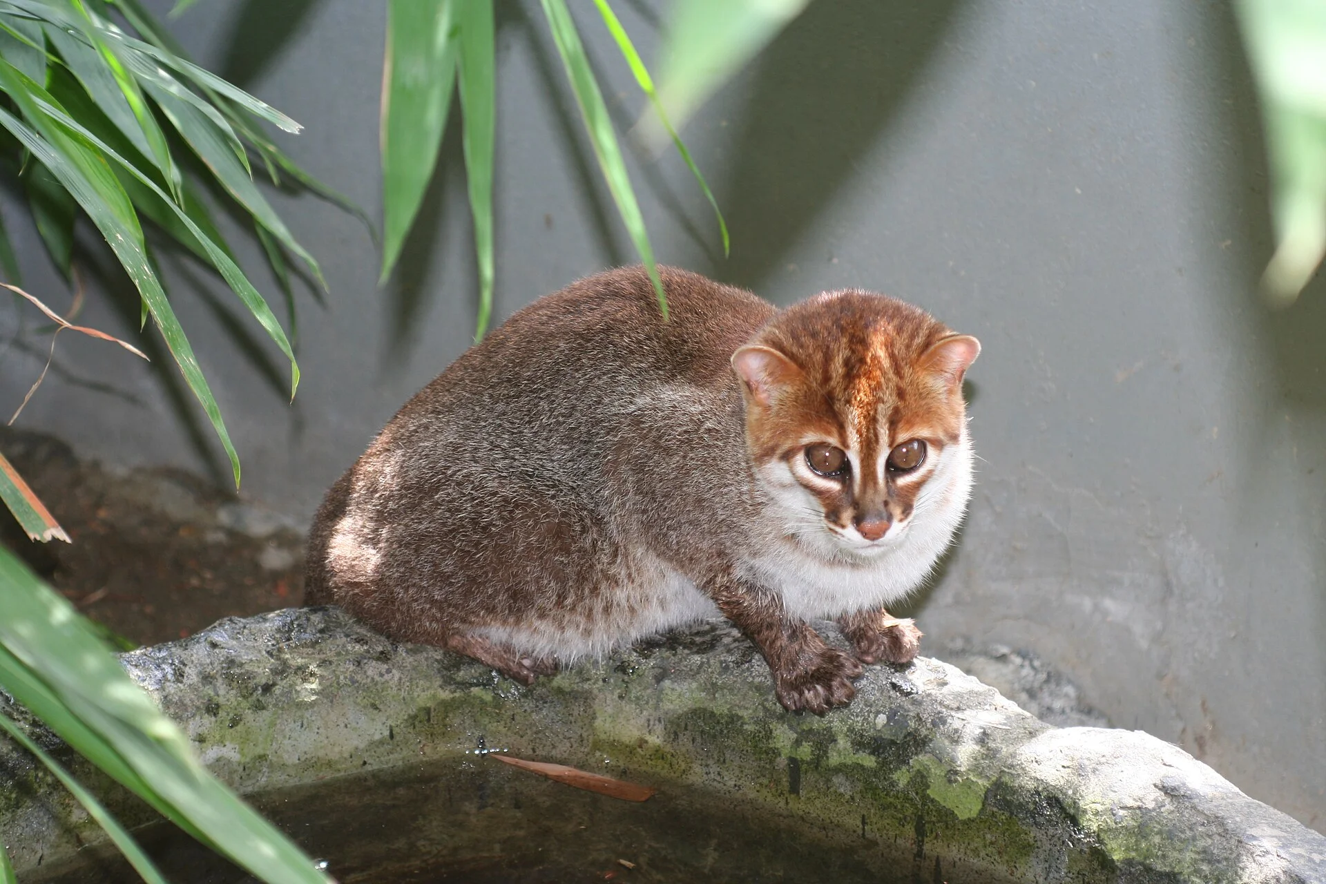 Kucing Tandang, si Kecil yang Terancam Punah
