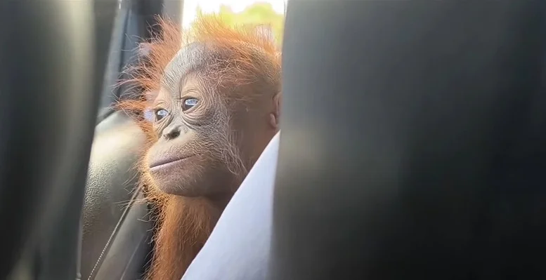 Sudah Diserahkan ke BKSDA Kalteng, Momo Siap Belajar di Sekolah