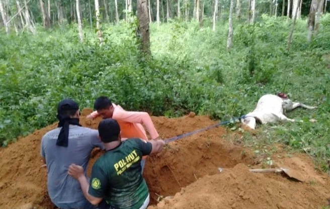 Berbatasan dengan TNGL, Ternak Warga Kerap Mati Diduga karena Konflik Harimau