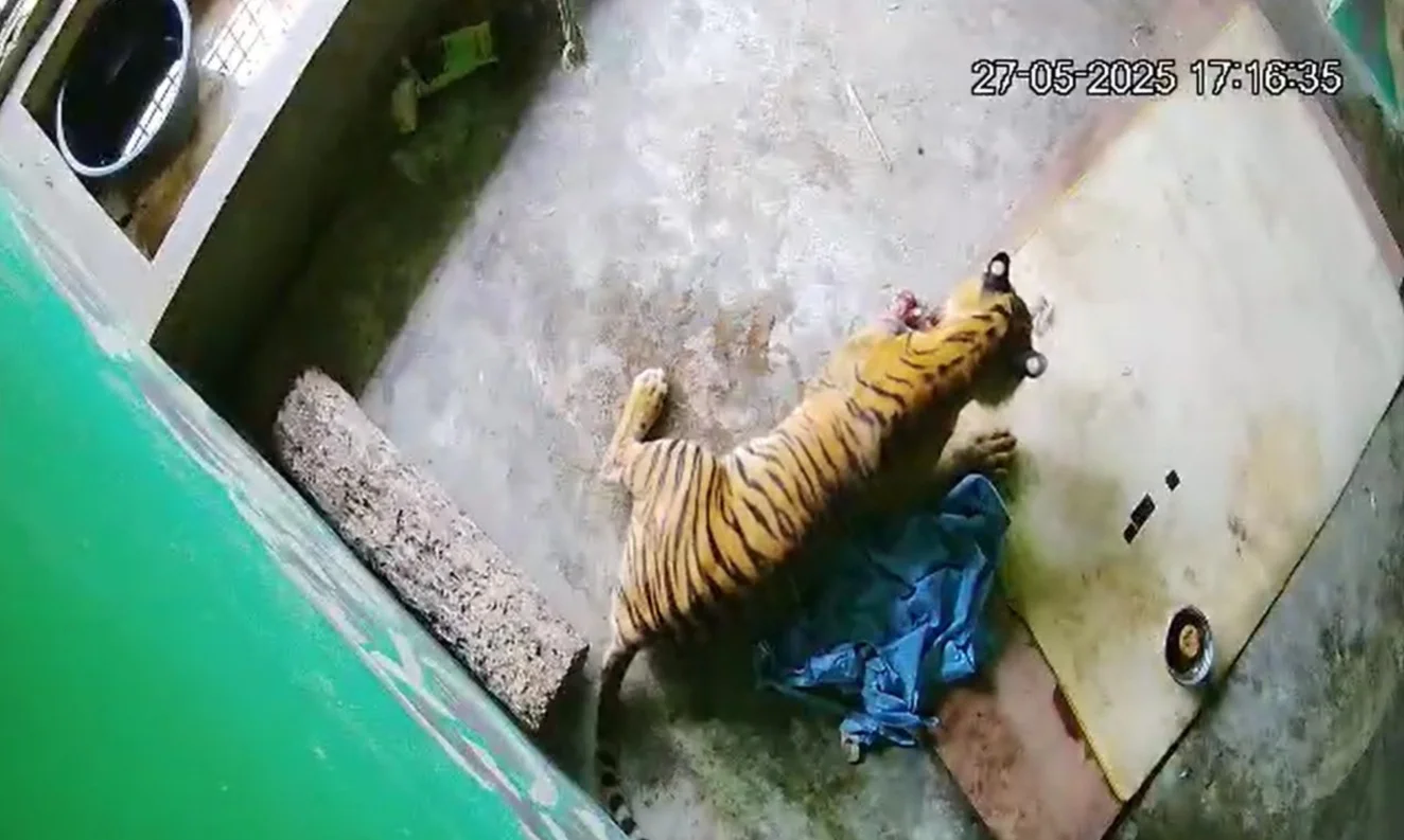 Sempat Dirawat 28 Hari, Harimau Sumatera Korban Jerat Tutup Usia