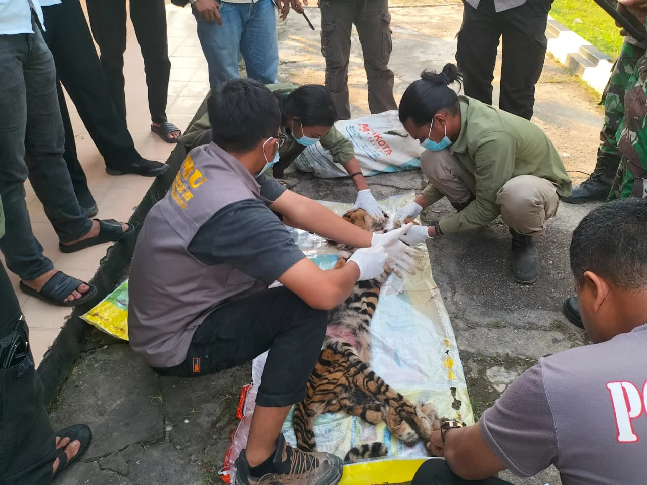 Enam Pembunuh Harimau di Rohul Dituntut 7 Tahun Penjara dan Denda 100 Juta