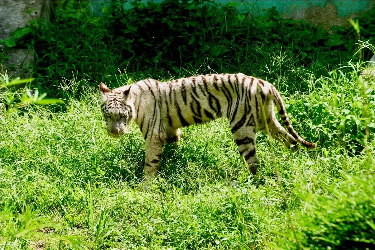 Sinka Zoo Kian Memprihatinkan, Kondisi Satwa Kurang Gizi dan Tak Terurus