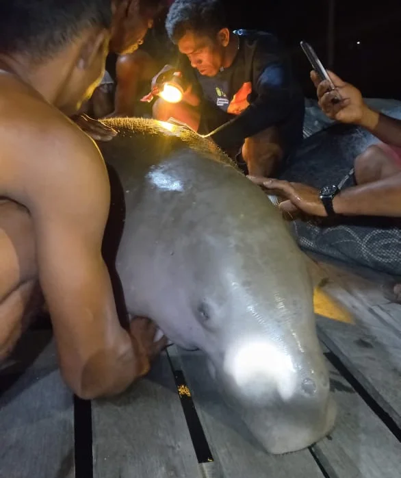 Dua Dugong Mati dalam Seminggu, Pelaku Konservasi Tekankan Pentingnya Peran Masyarakat
