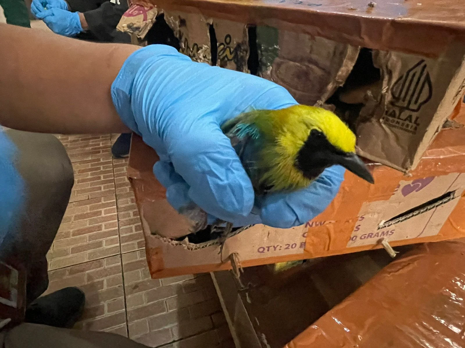 Ratusan Burung Diamankan di Pelabuhan Merak, Seluruhnya Dinyatakan Sehat