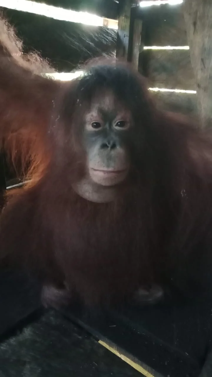 Dirawat Sejak Bayi, Orangutan Diserahkan ke BKSDA Kalteng karena Mulai Agresif