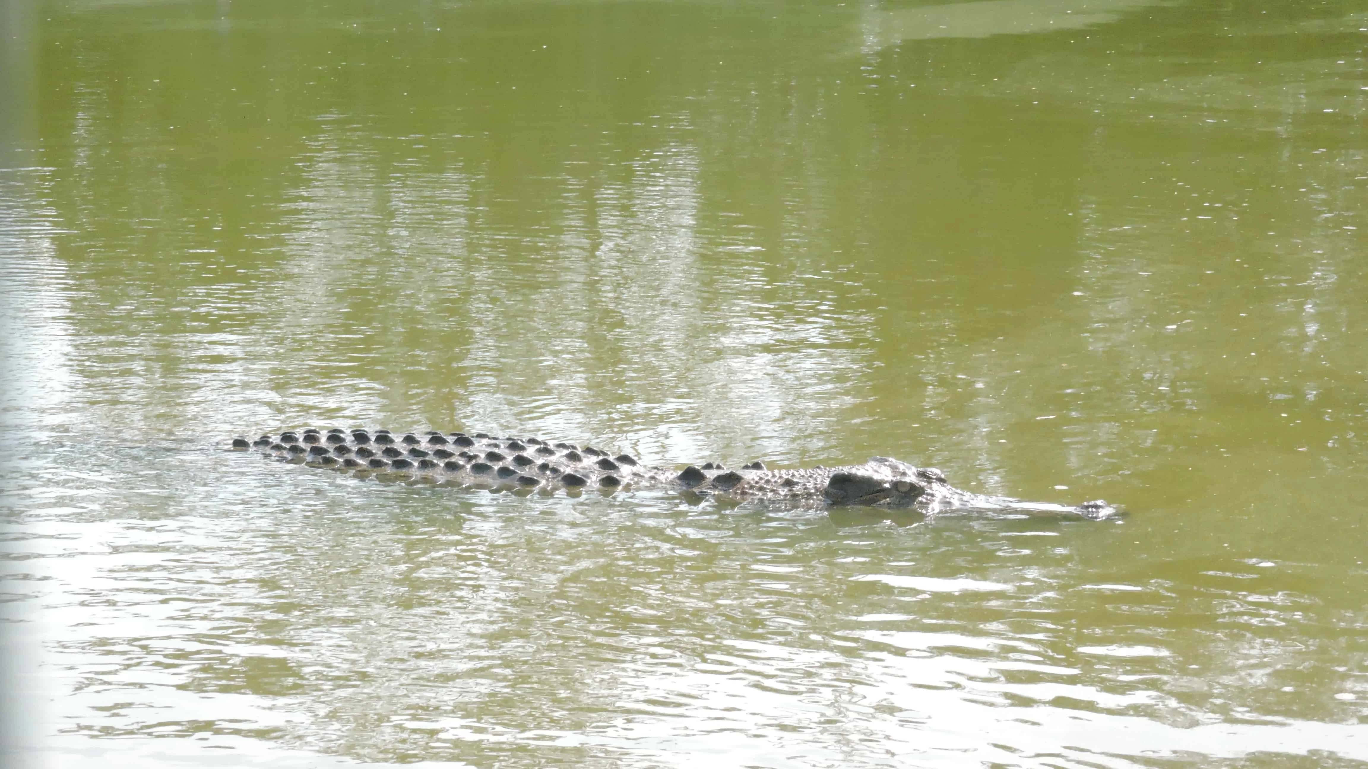 Konflik Buaya di Aceh Timur, BKSDA: Sungai Itu Memang Habitat Alaminya