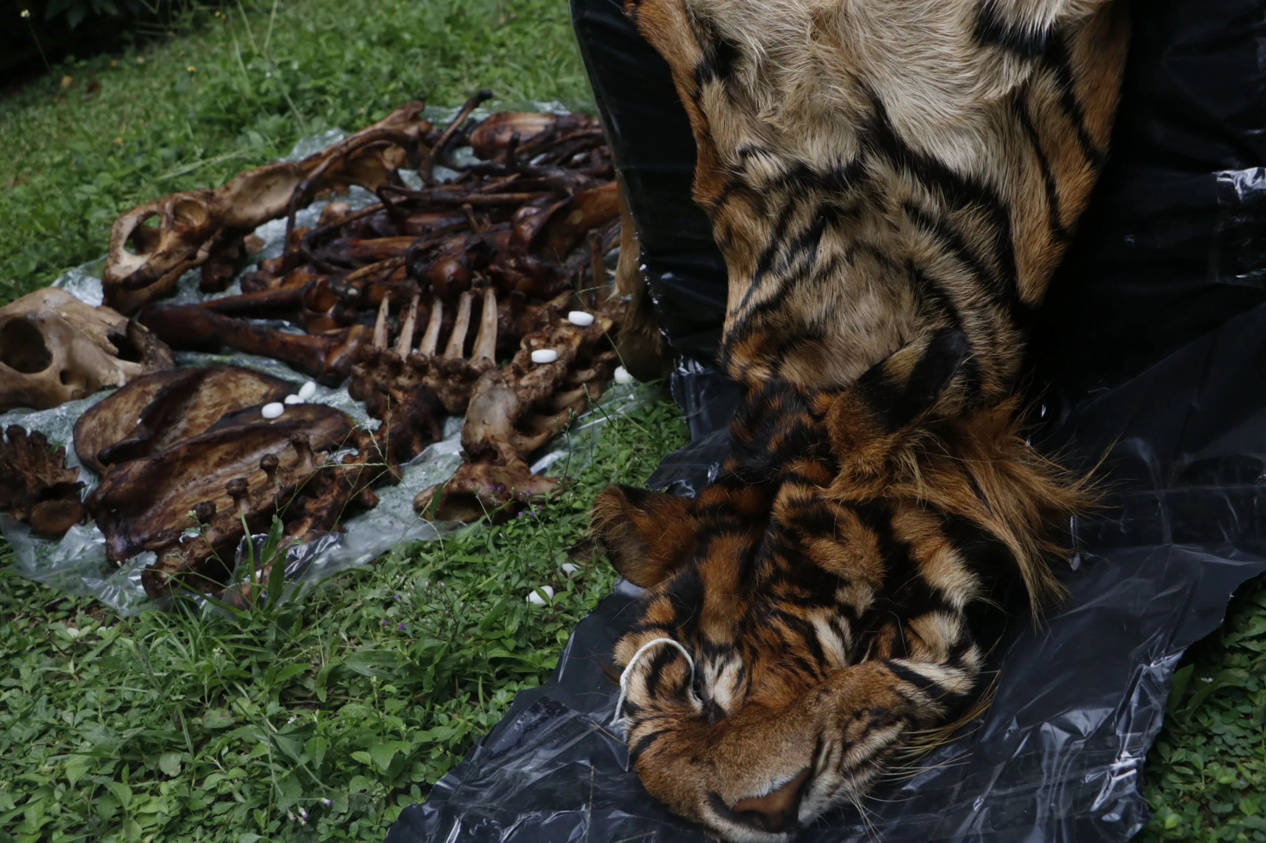 Kejahatan Satwa Liar di Aceh Kian Terorganisir, Orangutan hingga Harimau jadi Korban