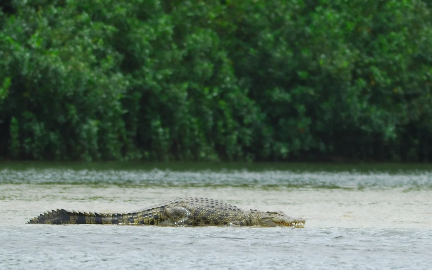 Konflik Buaya dan Remaja di Aceh Barat, BKSDA Telusuri Gangguan Habitat