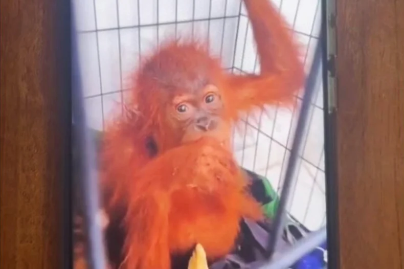 Perdagangan Orangutan Lagi, Kini Siamang dan Rusa Juga jadi Korban