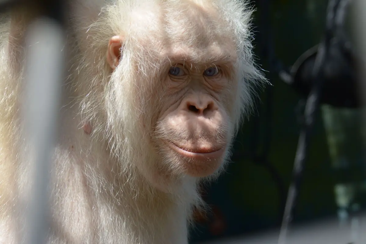 Orangutan Alba di kandang rehabilitasi BOSF