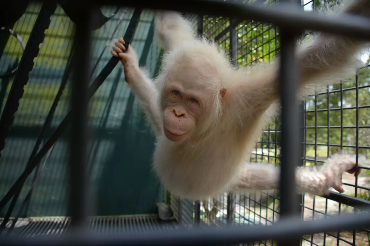 Orangutan Alba di kandang rehabilitasi BOSF