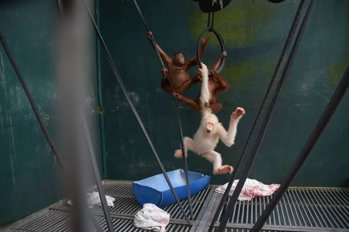 Orangutan Alba di kandang rehabilitasi BOSF