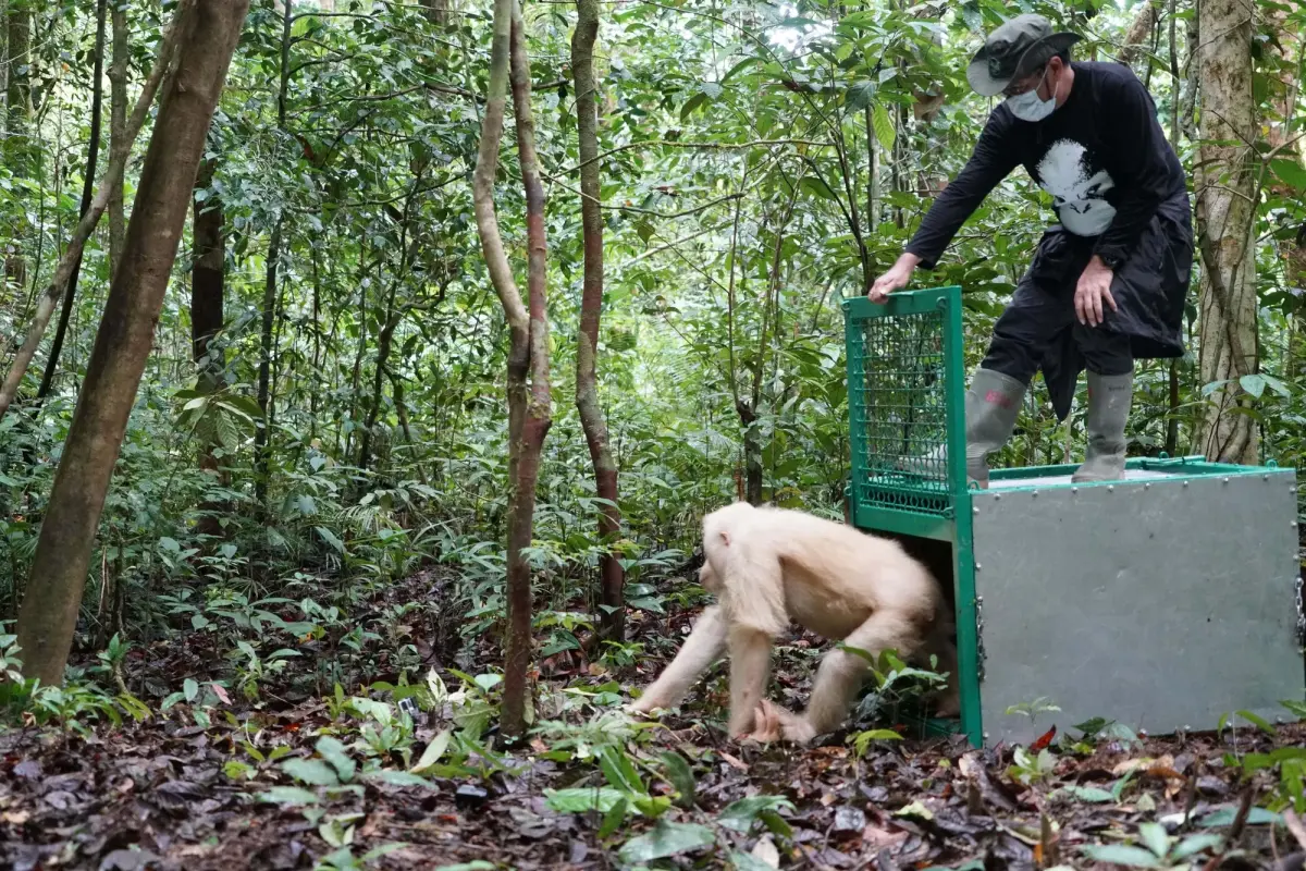 Orangutan Alba saat dilepasliarkan BOSF