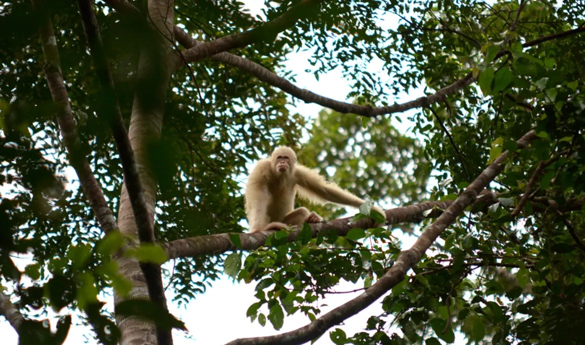 Orangutan Alba sudah dilepasliarkan BOSF