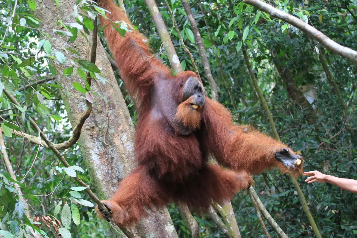 Sebuah potret menunjukkan satu individu orangutan sumatera mengulurkan tangan untuk mengambil makanan yang diberikan pengunjung.