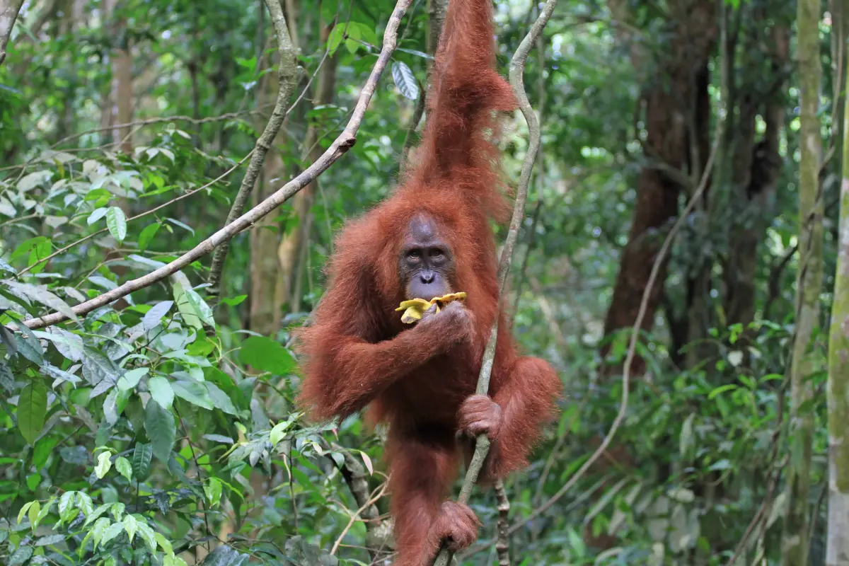 Mulanya, saya merasa memberi buah untuk orangutan adalah hal keren. Ternyata saya salah.