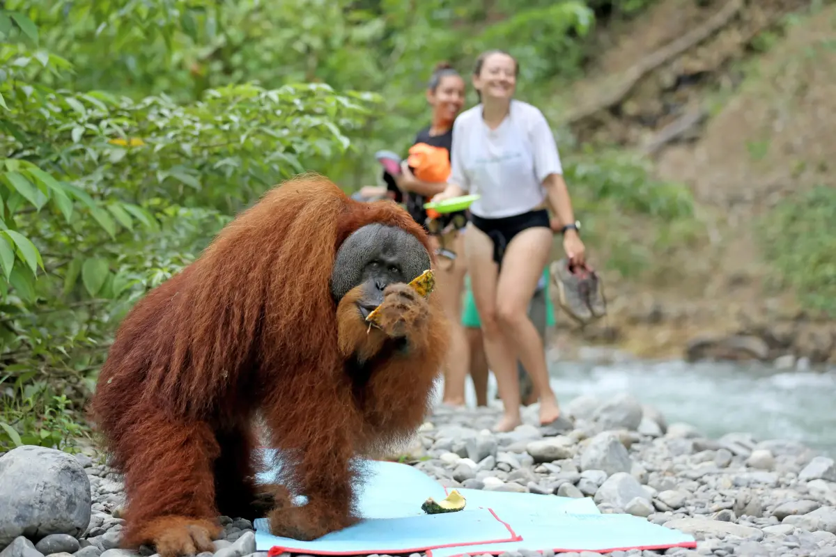 Orangutan yang seharusnya mandiri dalam mencari makan berubah menjadi bergantung pada makanan dari wisatawan.