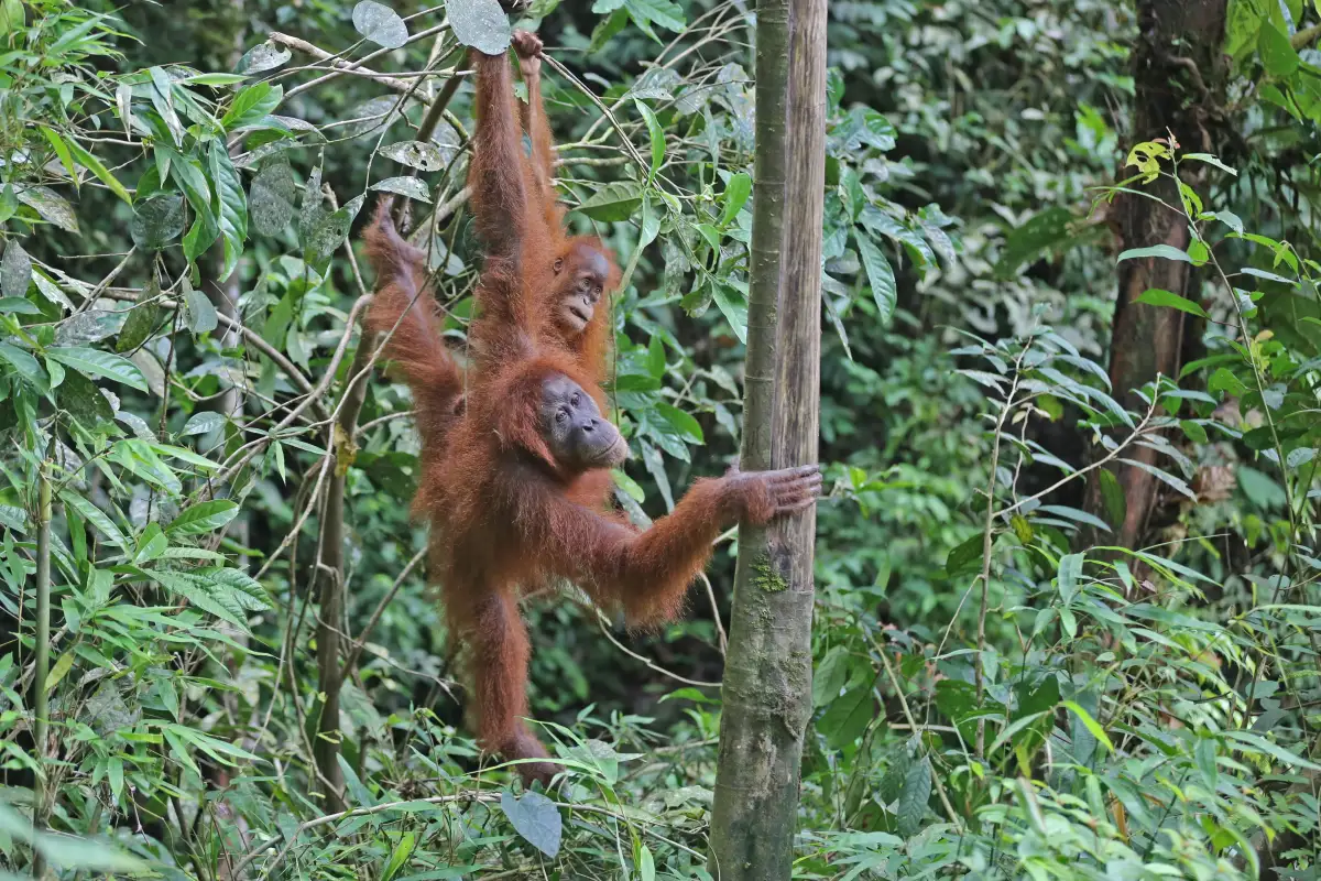 Pengunjung bahkan diminta berhati-hati menjaga tas masing-masing dengan alasan orangutan kerap mencuri, terutama buah dan makanan ringan.