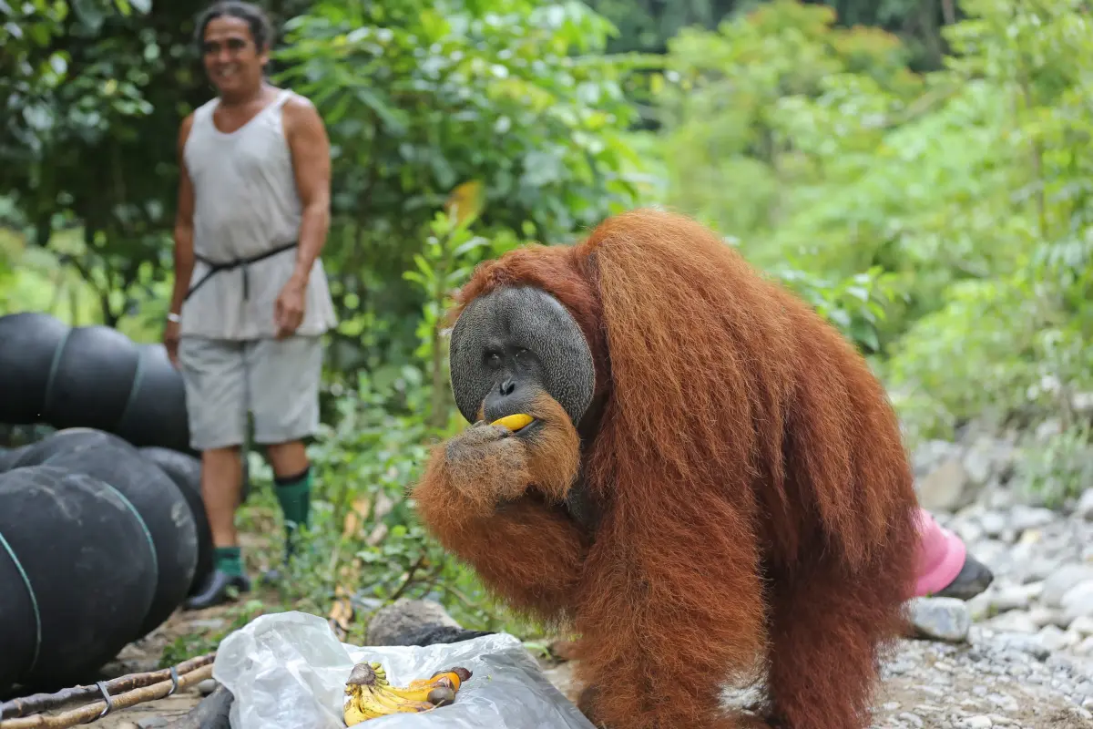 Selain itu, orangutan yang seharusnya hidup di pohon menjadi terbiasa turun ke tanah jika pengunjung datang.