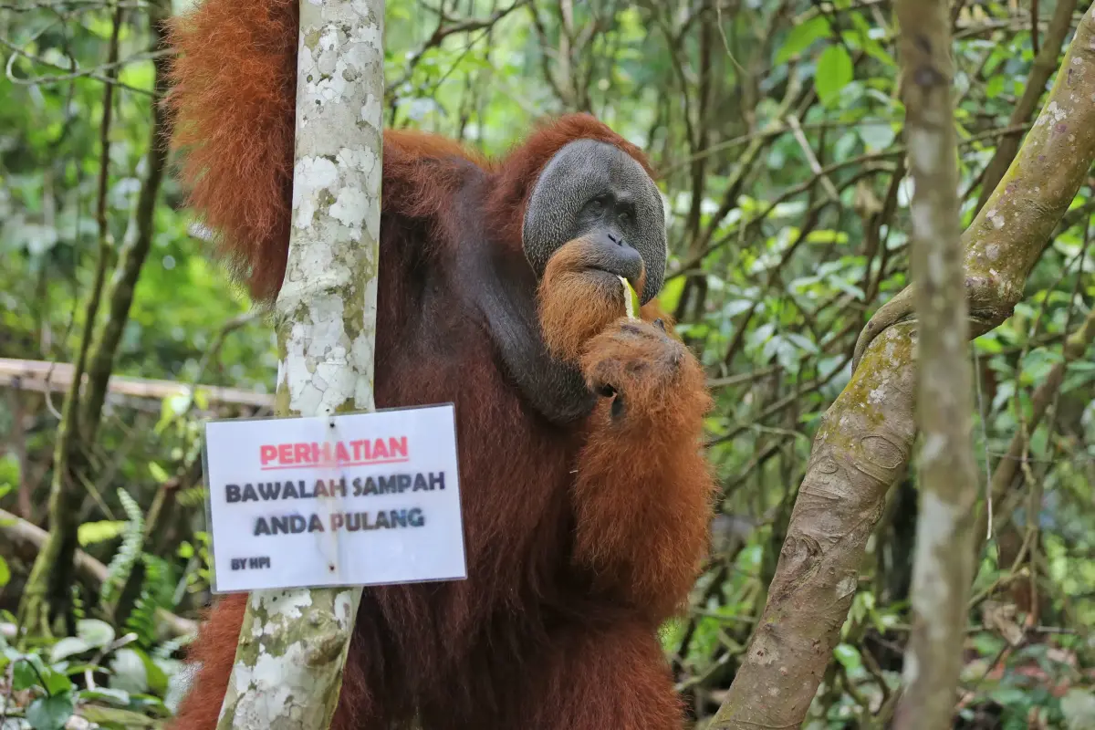 Dengan menghentikan kebiasaan memberi makan pada orangutan, kita turut menjaga agar ia tetap menjadi 'ratu' di rumahnya.
