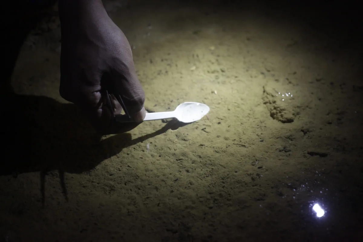 Pengambilan sampel udang purba jawa menggunakan sendok kecil agar tidak melukai dan memudahkan pengambilan spesies. Udang purba jawa berukuran 7-10 milimeter.