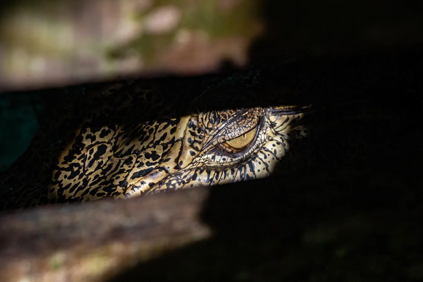 Buaya di dalam kotak kayu dari hasil serahan masyarakat kepada PPS Alobi Air Jangkang.