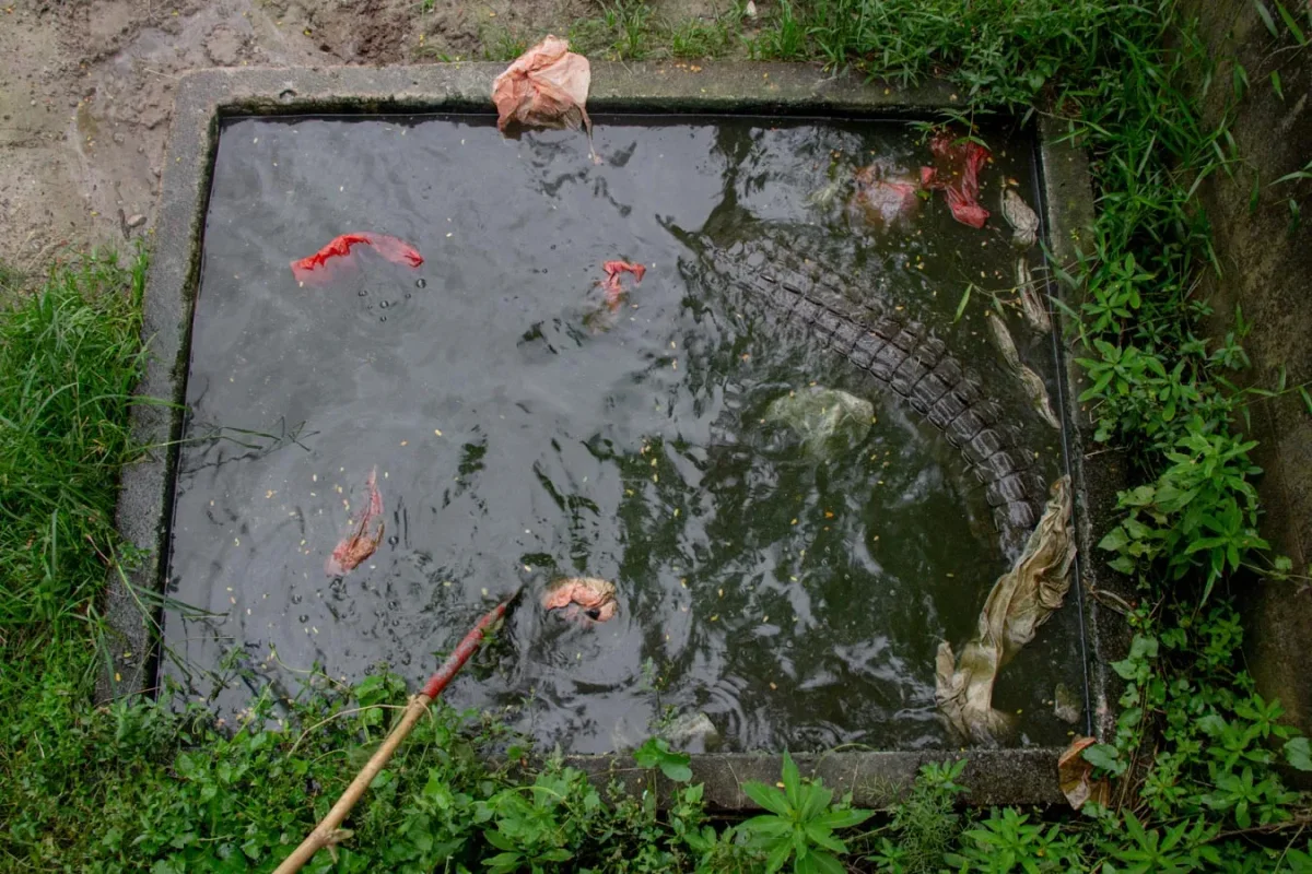 Jon, buaya berukuran sekitar 3,5 meter yang dicurigai kuat memuntahkan kantong plastik dari perutnya. Di Bangka, banyak cerita tentang buaya yang memakan sampah karena suplai pakan mereka yang turun drastis.