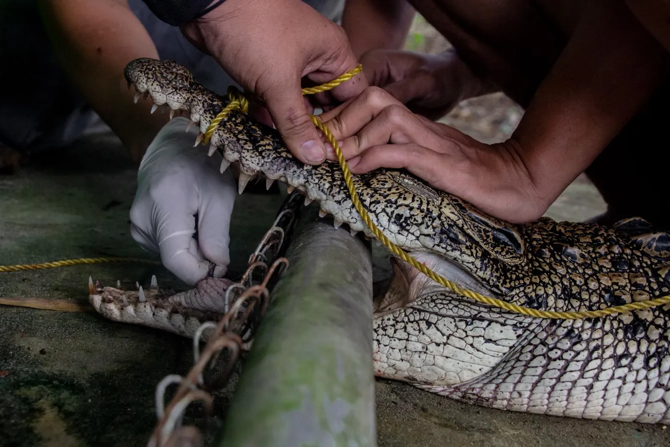 Staf Alobi berusaha mencabut kail pancing besi yang menembus rahang bawah buaya. Masyarakat sering menggunakan kail pancing besi untuk menangkap buaya.