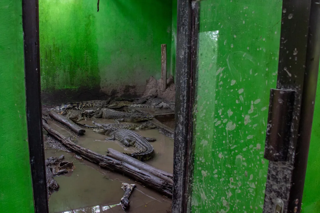 Seluruh buaya muara di PPS Alobi Air Jangkang terpaksa tinggal berdesakan di dalam kandang sempit karena Joni, buaya dominan di kandang utama, akan membunuh buaya lain yang masuk teritorinya.