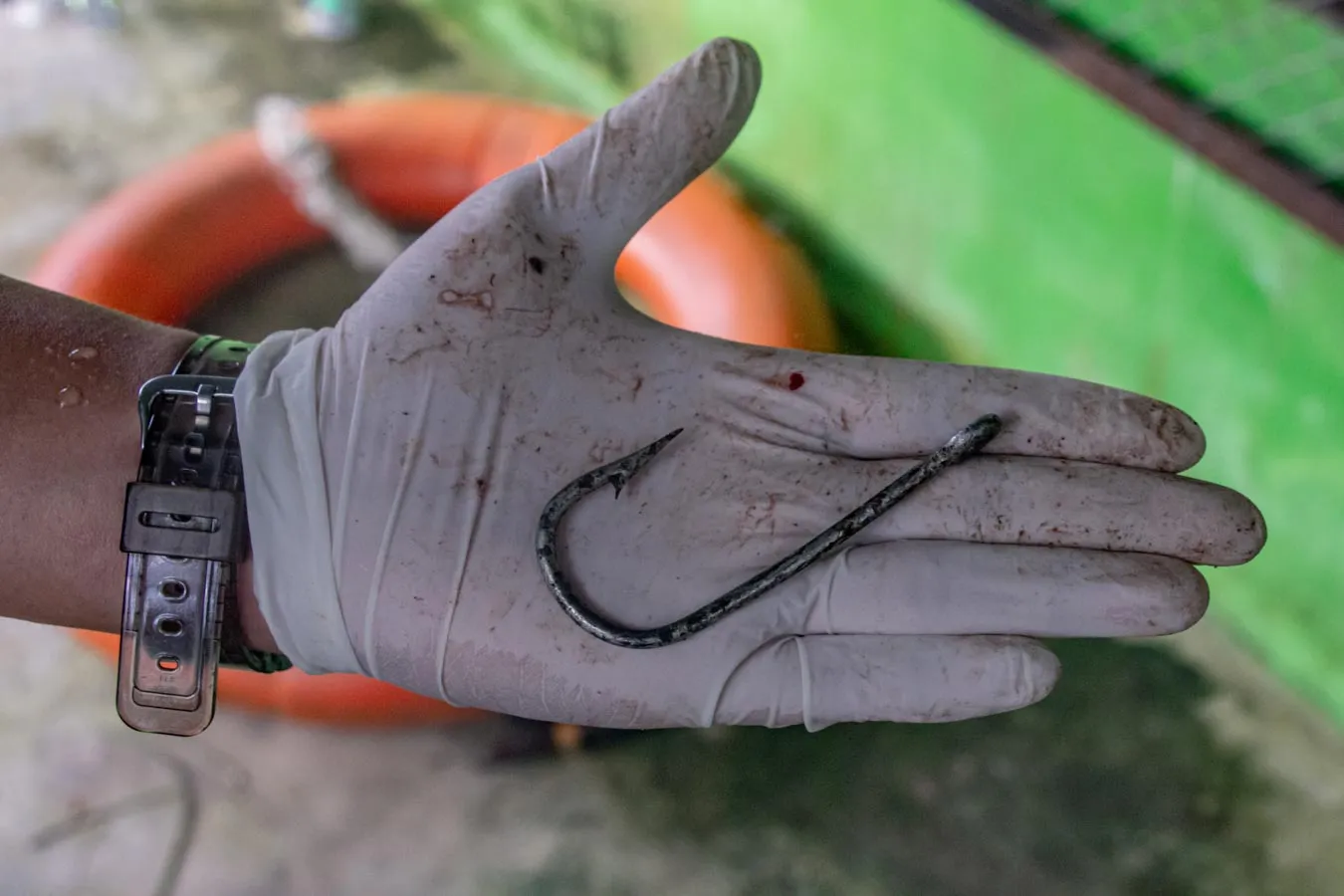Kail pancing besi yang berhasil dicabut. Di Bangka, kail adalah salah satu pembunuh utama buaya. Kail yang tertelan dapat mengoyak saluran pencernaan dan membuat buaya enggan makan hingga akhirnya mati kelaparan.
